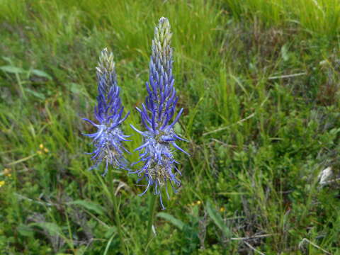 Image of Phyteuma scorzonerifolium Vill.