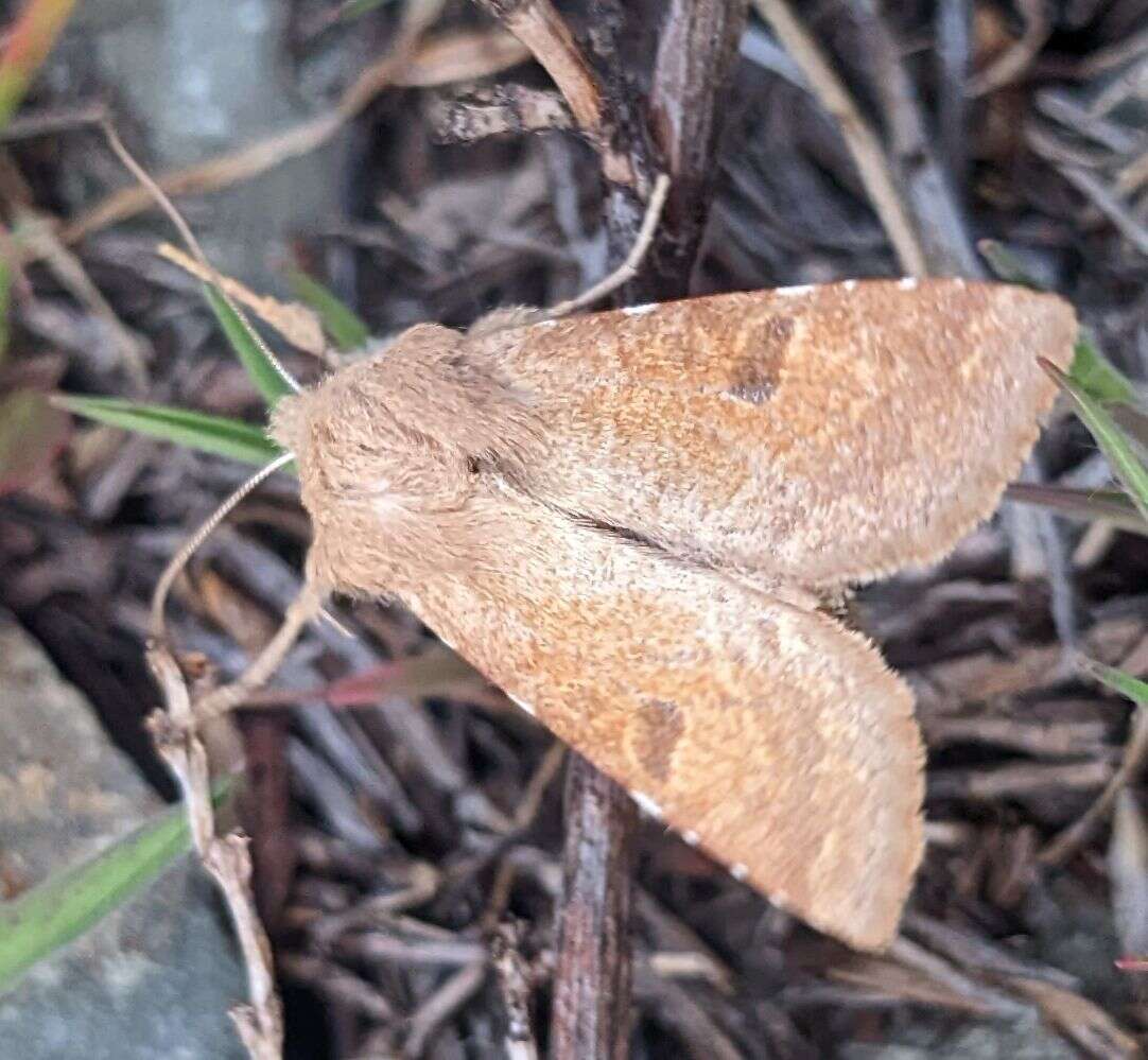 Imagem de Orthosia ferrigera Smith 1894