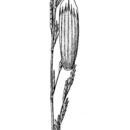 Image of Floating Sweet-grass