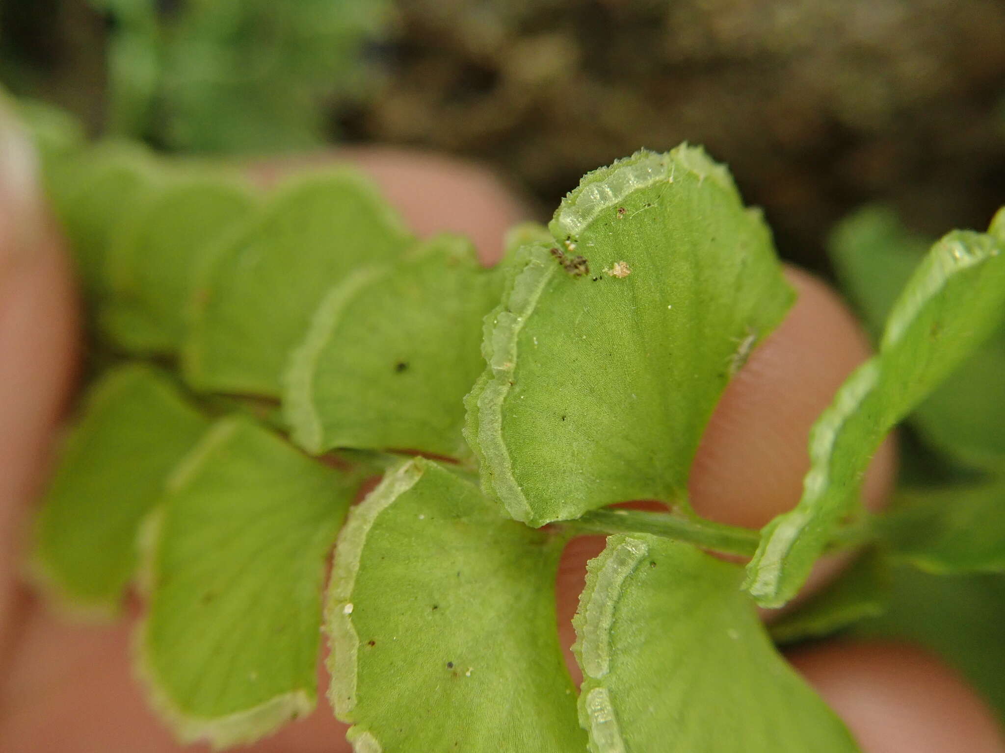 <i>Lindsaea <i>orbiculata</i></i> var. orbiculata的圖片