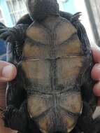 Image of Rough-footed Mud Turtle