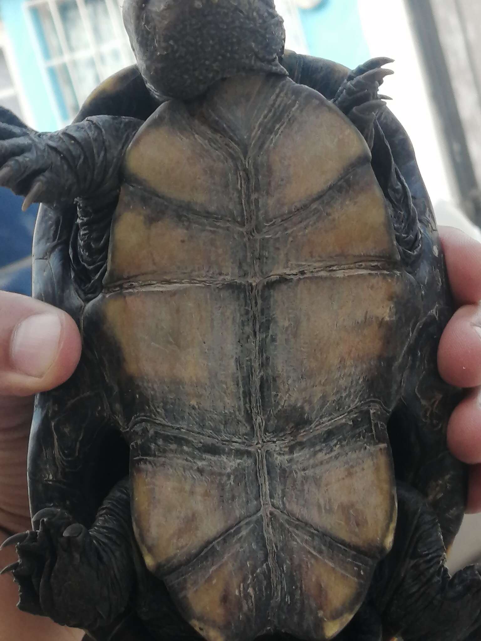 Image of Rough-footed Mud Turtle