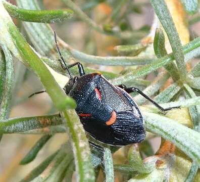 صورة Perillus splendidus (Uhler 1861)