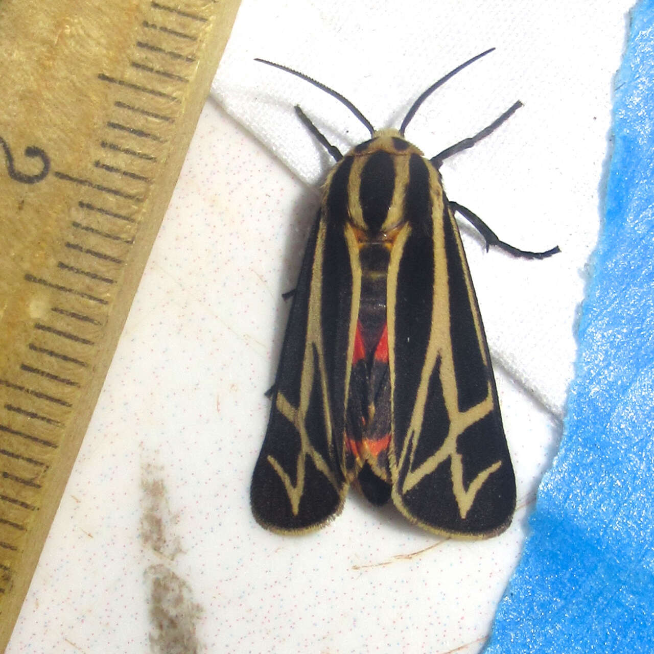 Image of Carlotta's Tiger Moth