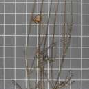 Image of Leucactinia bracteata (S. Wats.) Rydb.