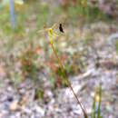 Image of Drakaea thynniphila A. S. George