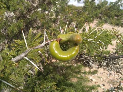 Image de Parkinsonia andicola