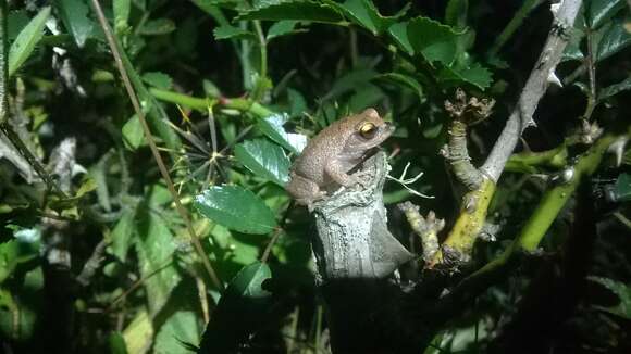 Image of Koadaikanal Bush Frog