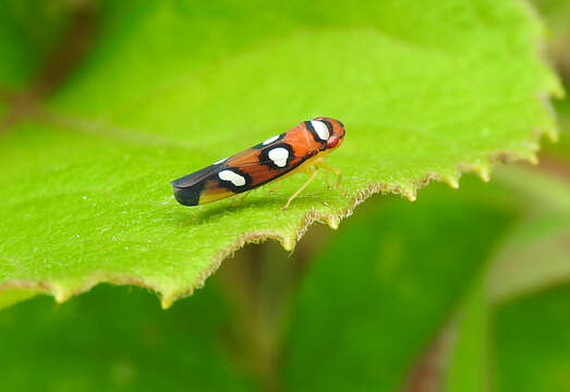 Image of Erythrogonia areolata (Signoret 1853)