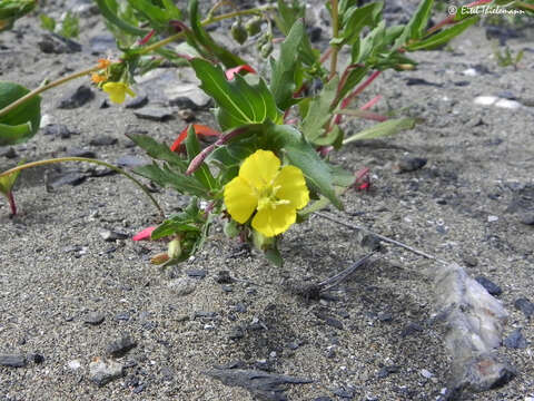 Oenothera coquimbensis C. Gay的圖片