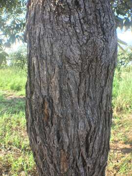 Image of Terminalia macroptera Guill. & Perr.