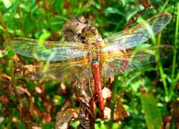 Image of <i>Sympetrum striolatum imitoides</i> Bartenef 1919