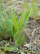 Image of Spalding's Catchfly