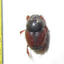 Image of Onthophagus pullus Roth 1851