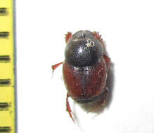 Image of Onthophagus pullus Roth 1851