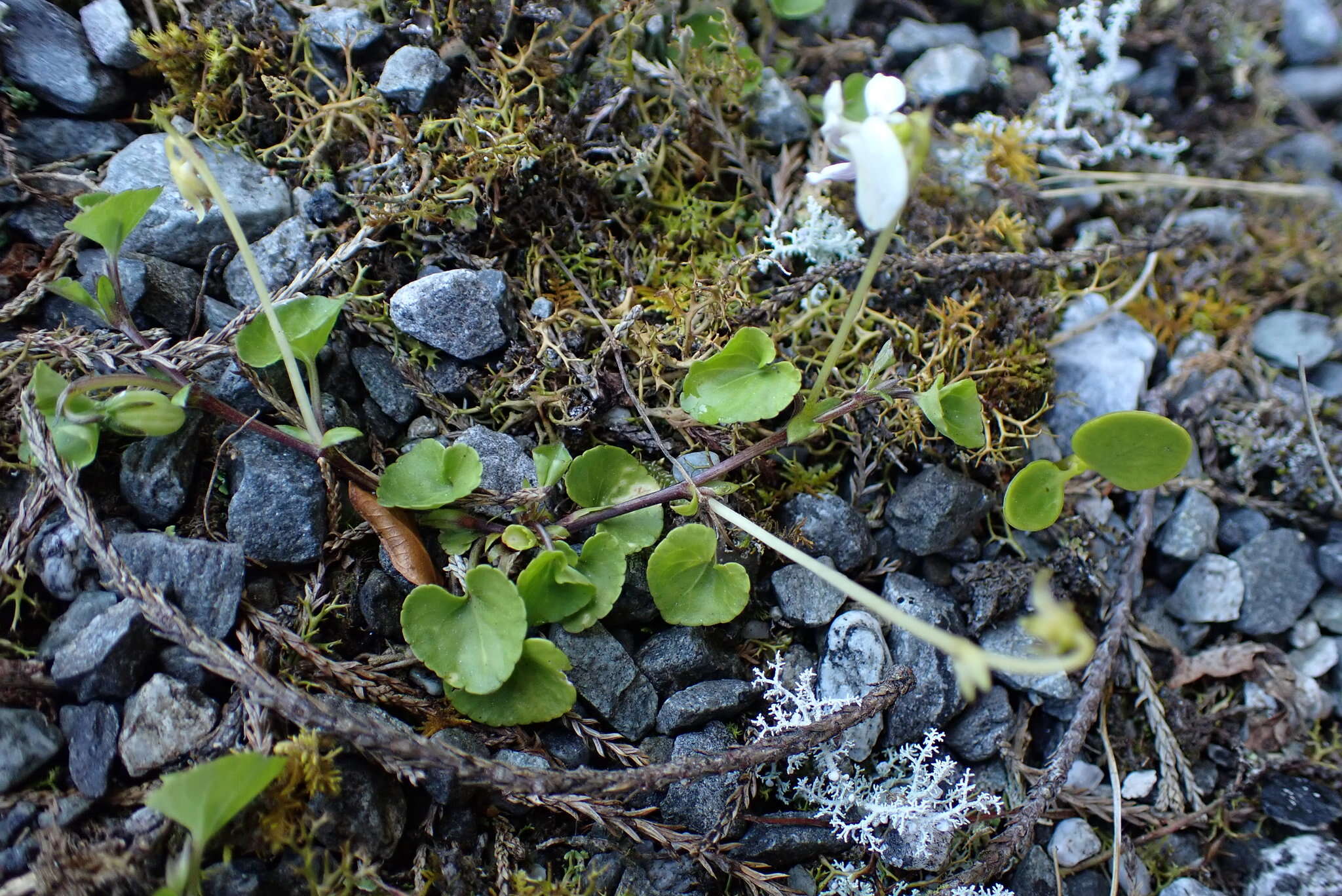 Image of Viola lyallii Hook. fil.