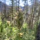 Plancia ëd Astragalus canadensis var. mortonii (Nutt.) S. Wats.