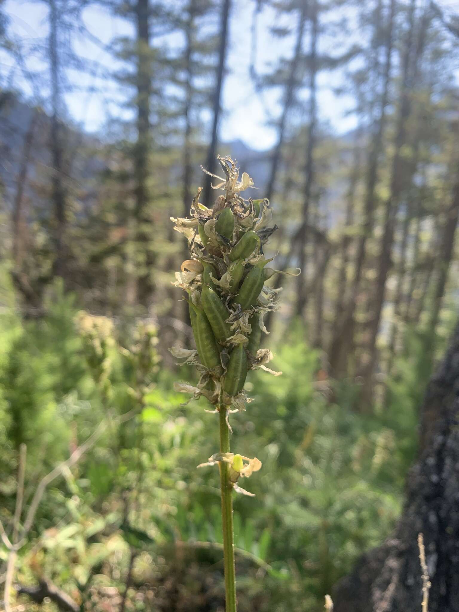 Astragalus canadensis var. mortonii (Nutt.) S. Wats.的圖片