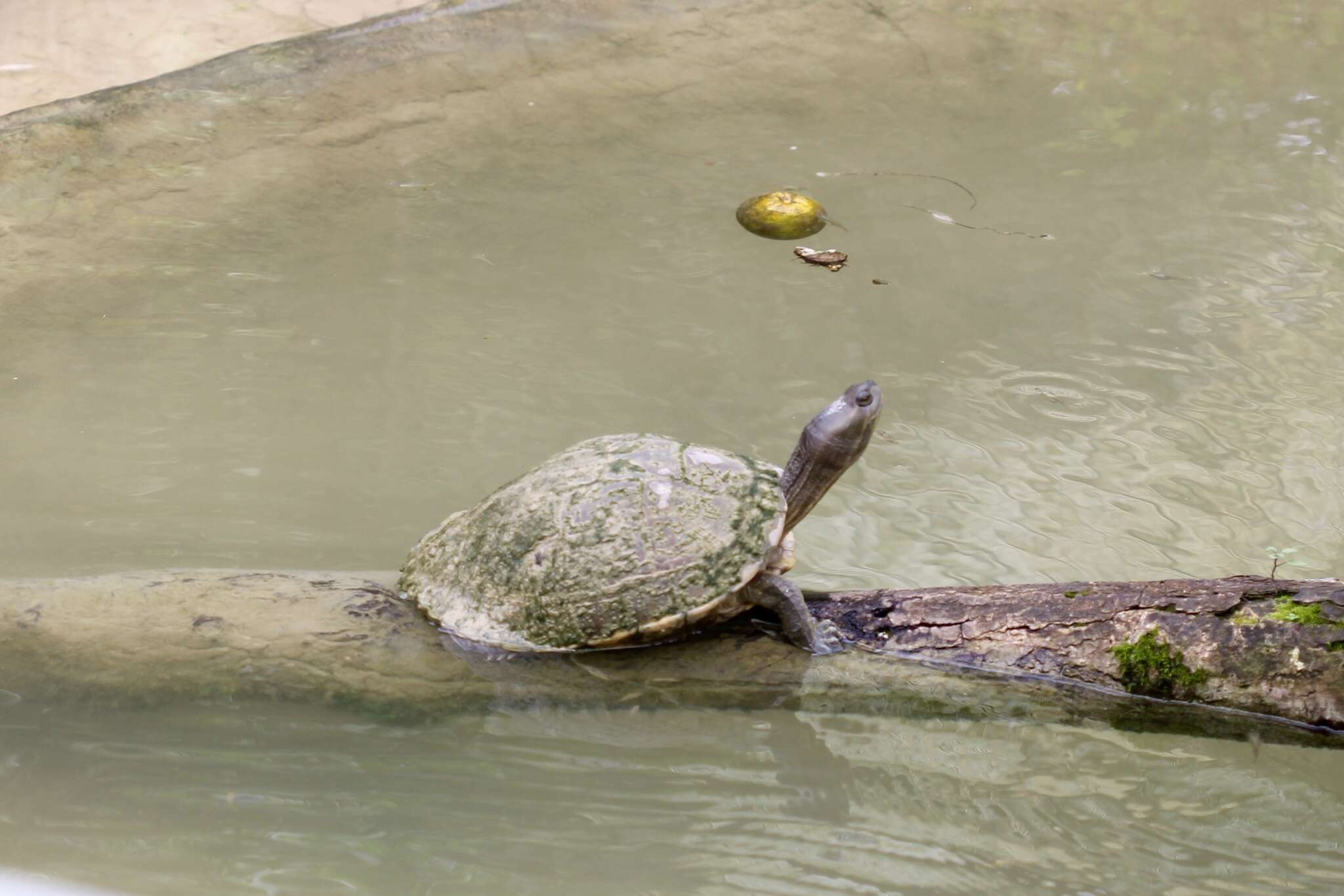 Image of Cat Island Freshwater Turtle