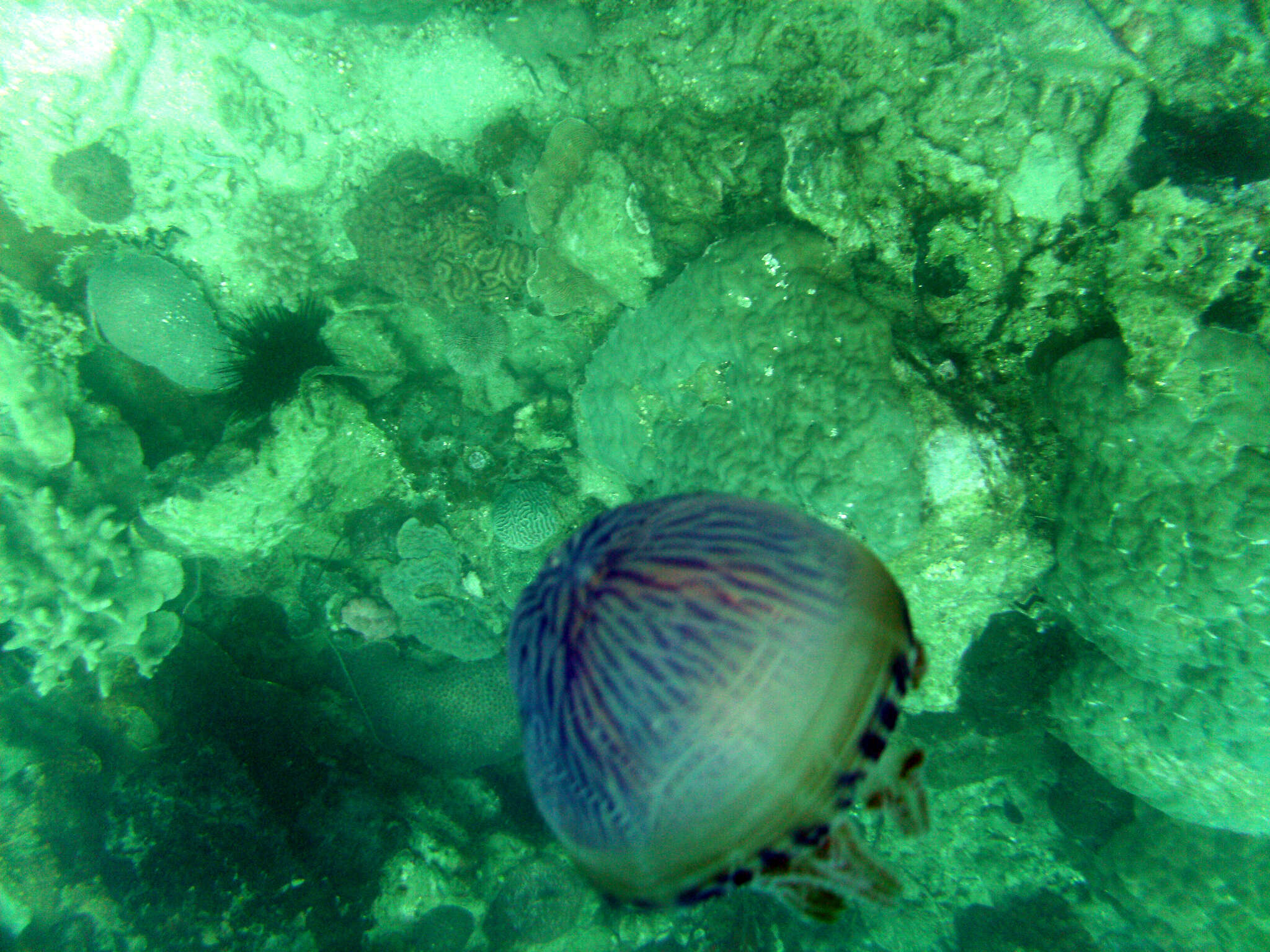 Image of Thysanostoma loriferum (Ehrenberg 1837)