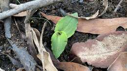 Imagem de Chiloglottis sphyrnoides D. L. Jones