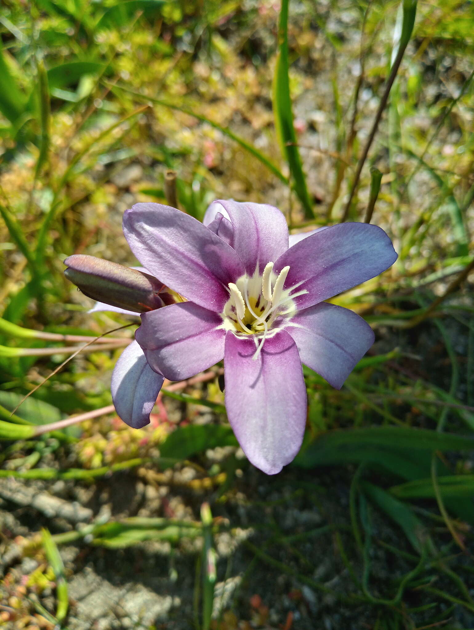 Image of Sparaxis grandiflora subsp. violacea (Eckl.) Goldblatt