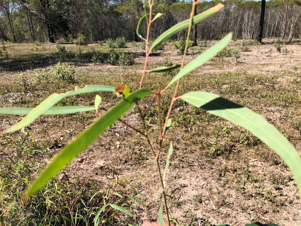 Plancia ëd Eucalyptus exserta F. Müll.