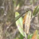 Coenagrion johanssoni (Wallengren 1894) resmi