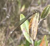 Plancia ëd Coenagrion johanssoni (Wallengren 1894)