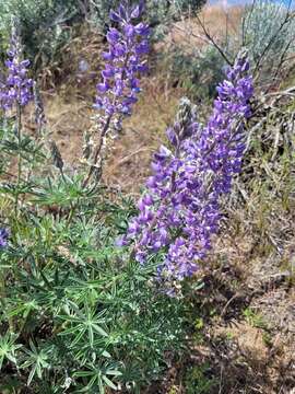 Image of Mt. Adams lupine