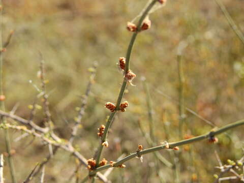 Image of Ephedra triandra Tul.