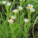 Image of Afroaster hispida (Thunb.) J. C. Manning & Goldblatt