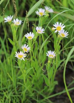 Imagem de Afroaster hispida (Thunb.) J. C. Manning & Goldblatt