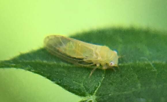 Image of Mimosa psyllid