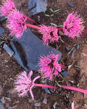 Haemanthus barkerae Snijman的图像