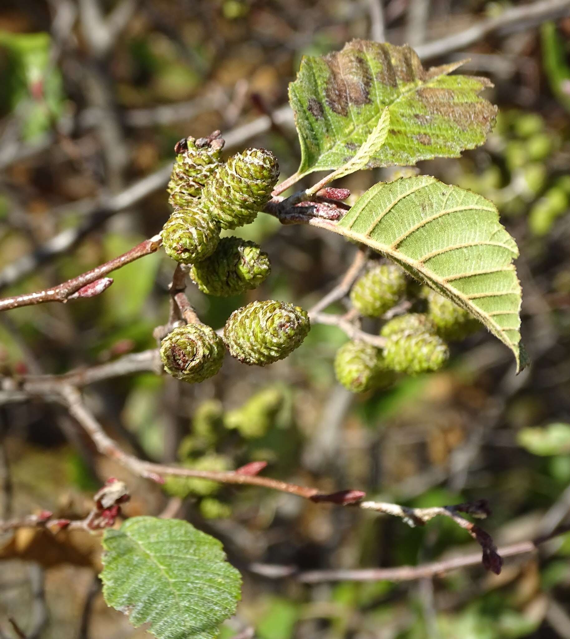 Image of Grey Alder