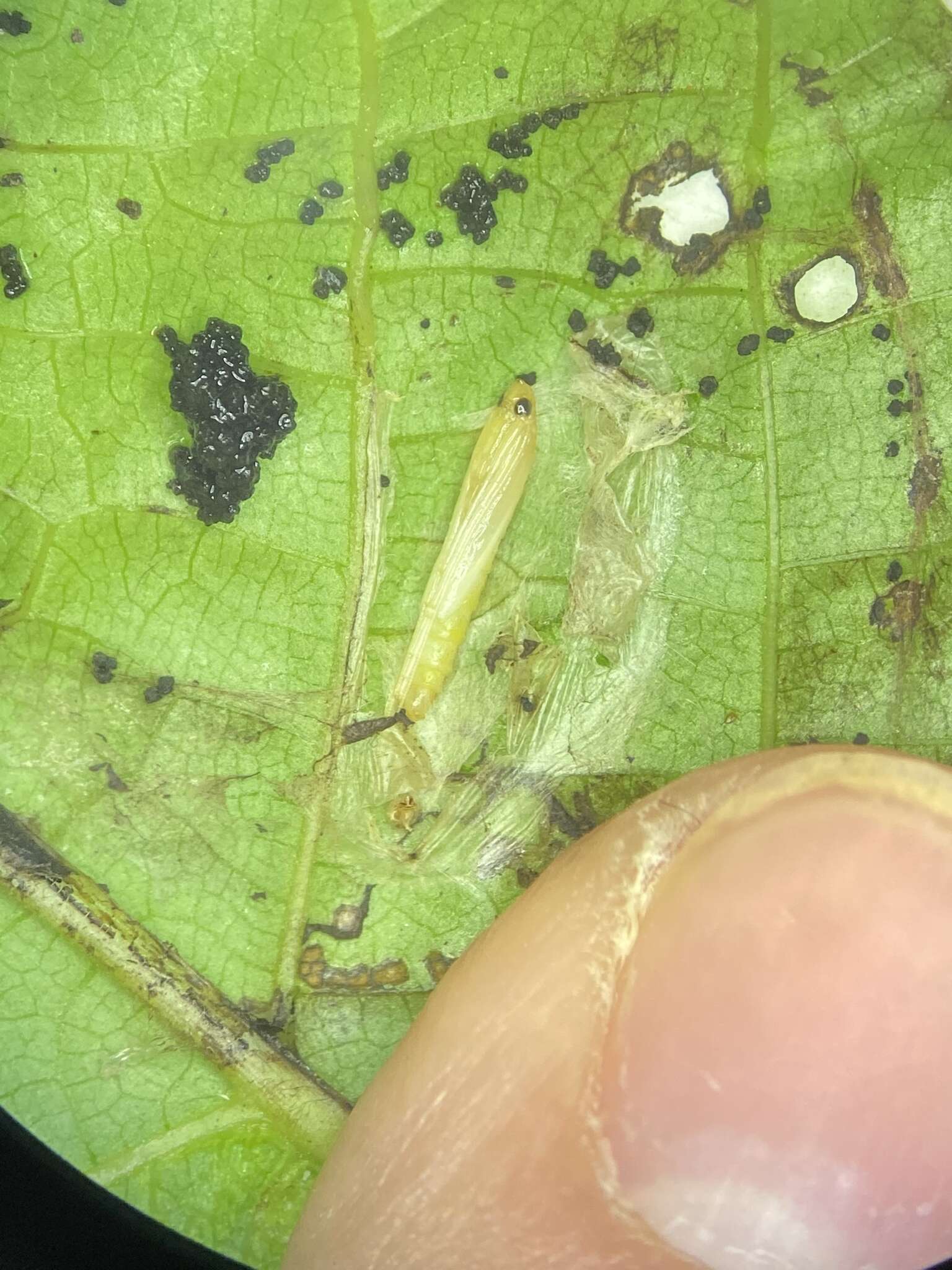 Image of walnut leaf miner