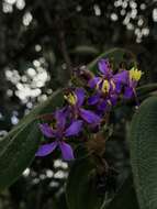 Imagem de Tibouchina mollis (Bonpl.) Cogn.