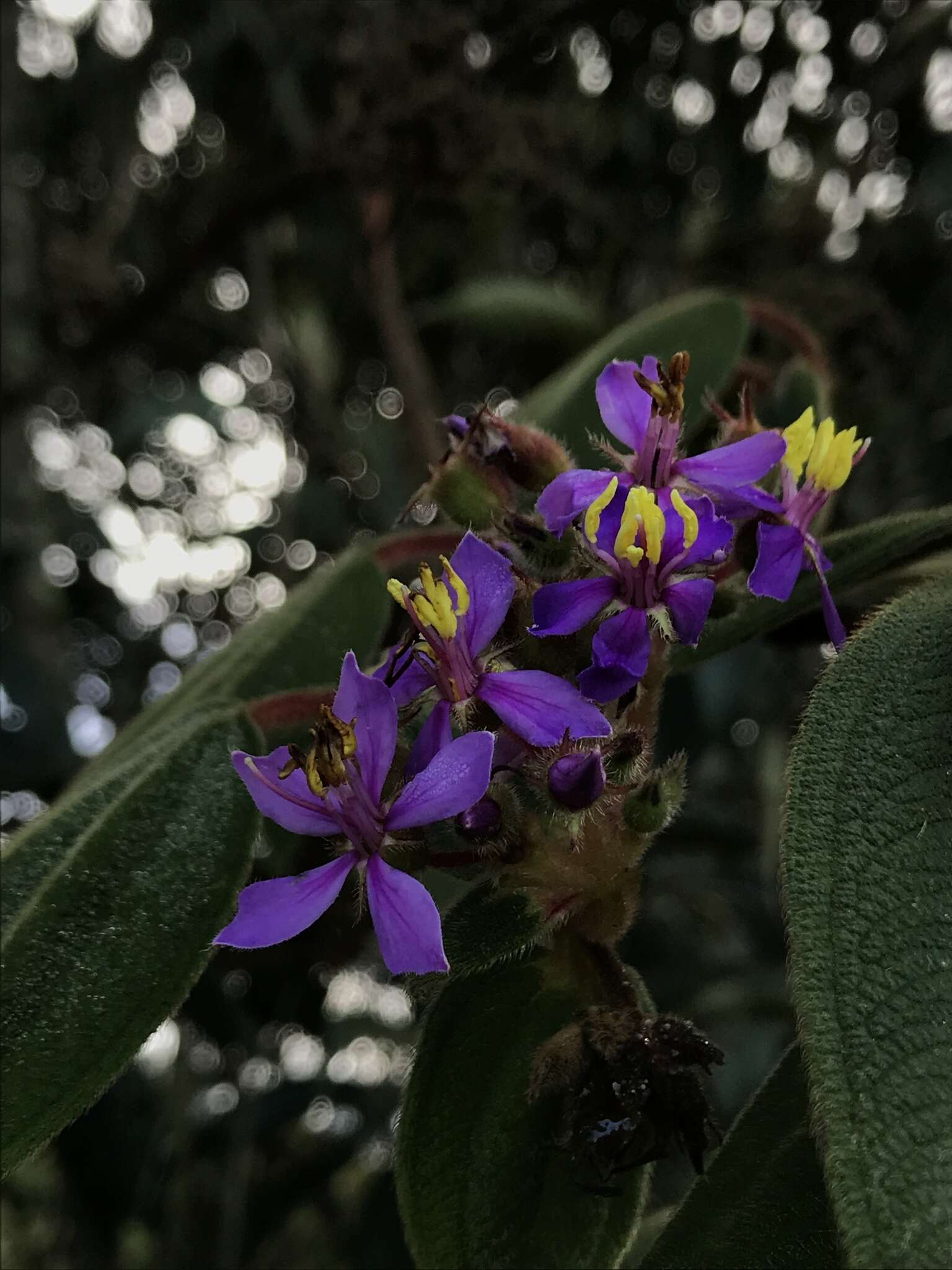 Image de Tibouchina mollis (Bonpl.) Cogn.