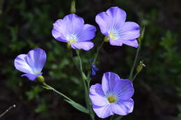 Imagem de Linum nervosum Waldst. & Kit.