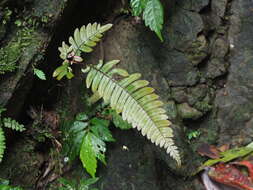 Imagem de Pteris aspericaulis Wall. ex Ag.