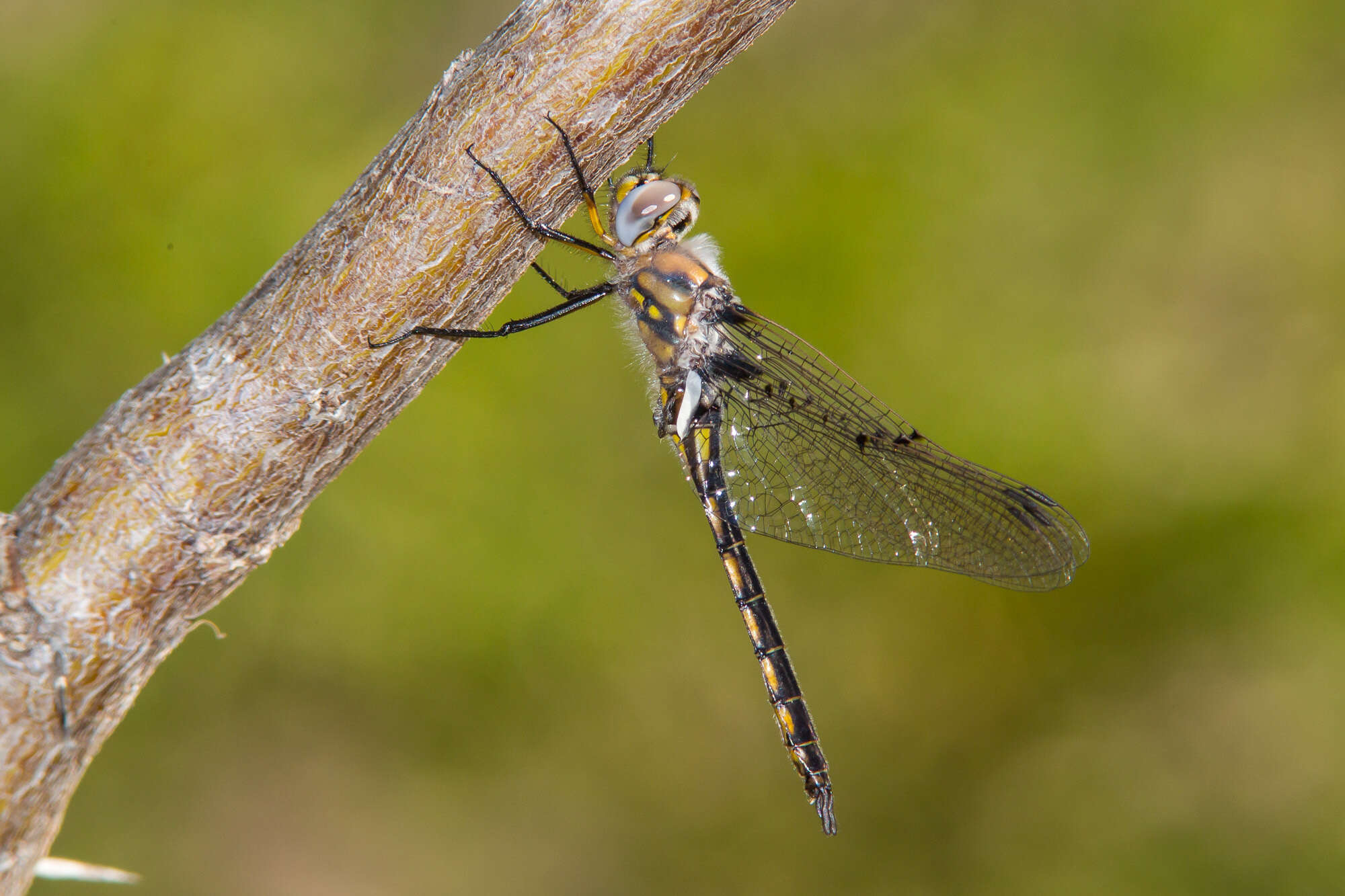 Image of Dot-winged Baskettail