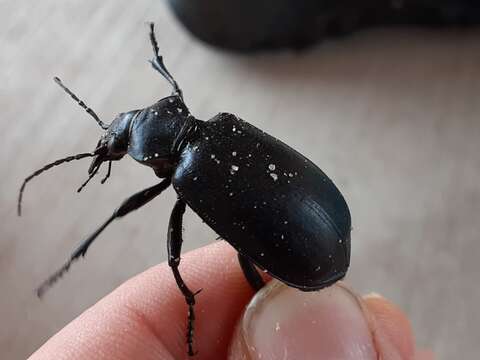 Imagem de Calosoma (Carabosoma) prominens Le Conte 1853