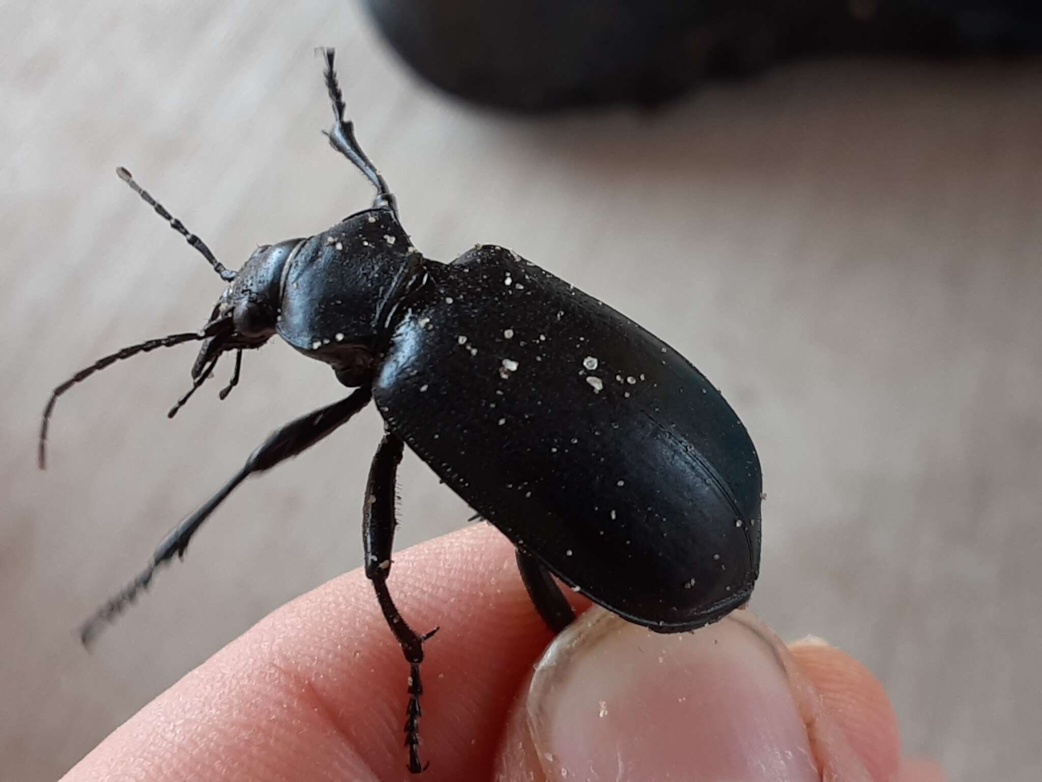 Image of Calosoma (Carabosoma) prominens Le Conte 1853