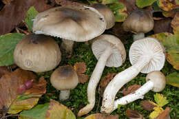 Image de Hygrophorus mesotephrus Berk. & Broome 1854