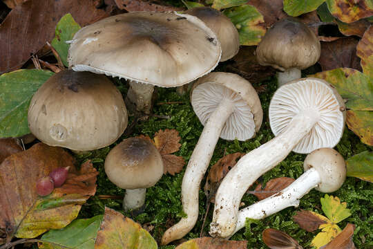 Plancia ëd Hygrophorus mesotephrus Berk. & Broome 1854