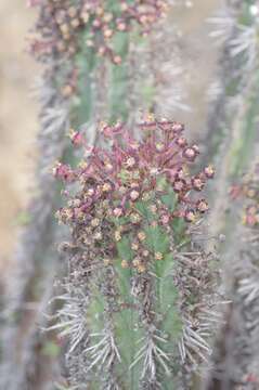 Imagem de Euphorbia inconstantia R. A. Dyer