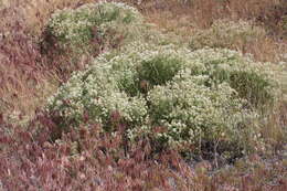 Image of Globe-Pod Pepperwort