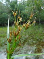 Plancia ëd Rhynchospora macrostachya Torr. ex A. Gray