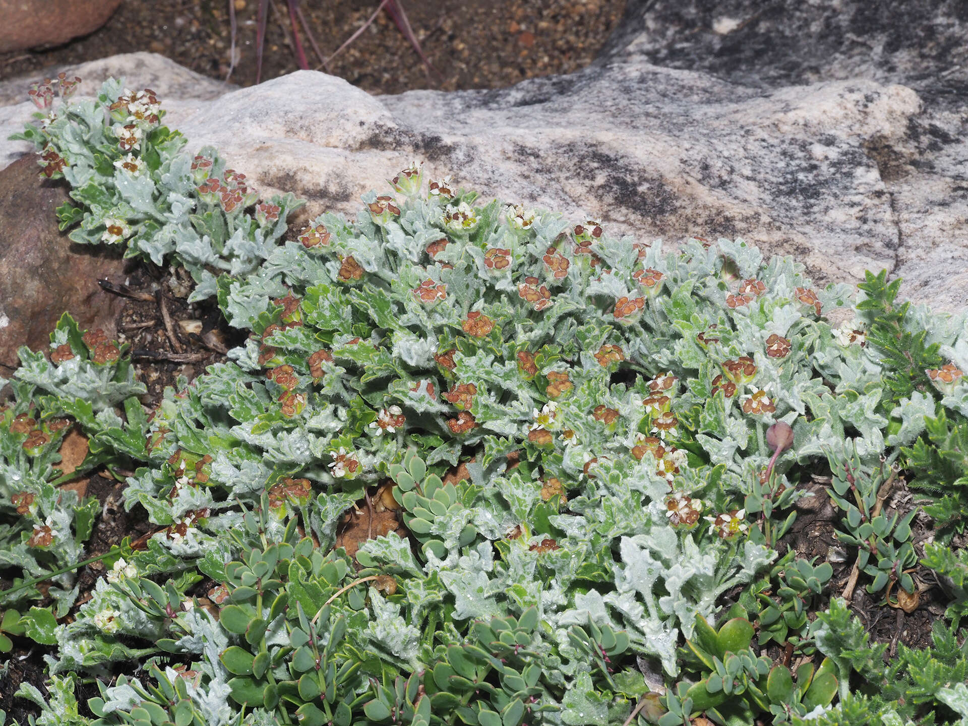 Imagem de Centella capensis (L.) Domin